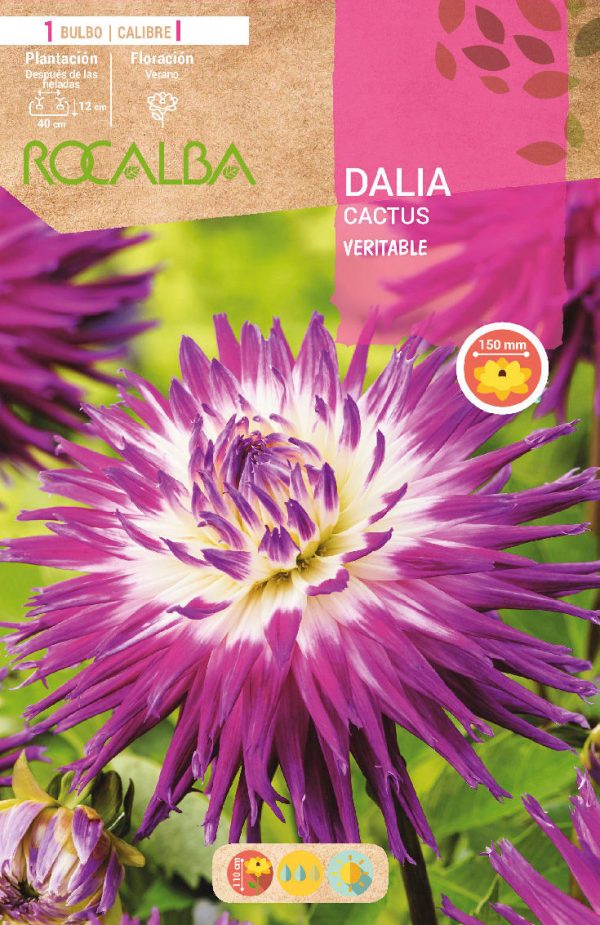 Bulbos Dalia Cactus Veritable Rocalba