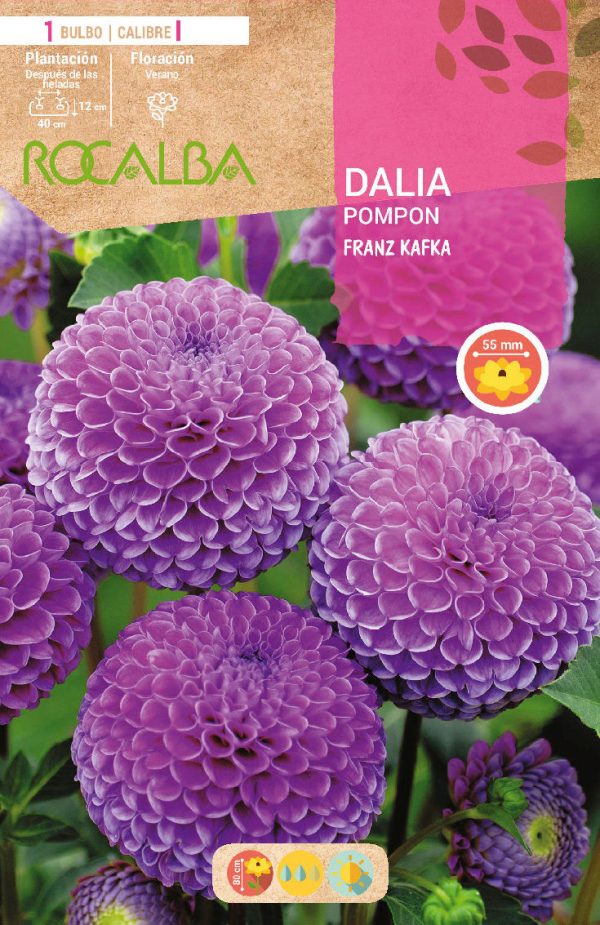 Bulbos Dalia Pom Pom Frank Kafka Rocalba