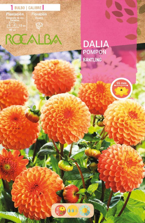 Bulbos Dalia Pom Pom Bantling Rocalba