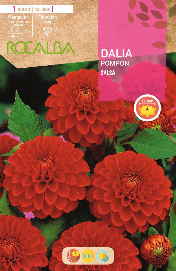 Bulbos Dalia Pom Pom Salsa Rocalba