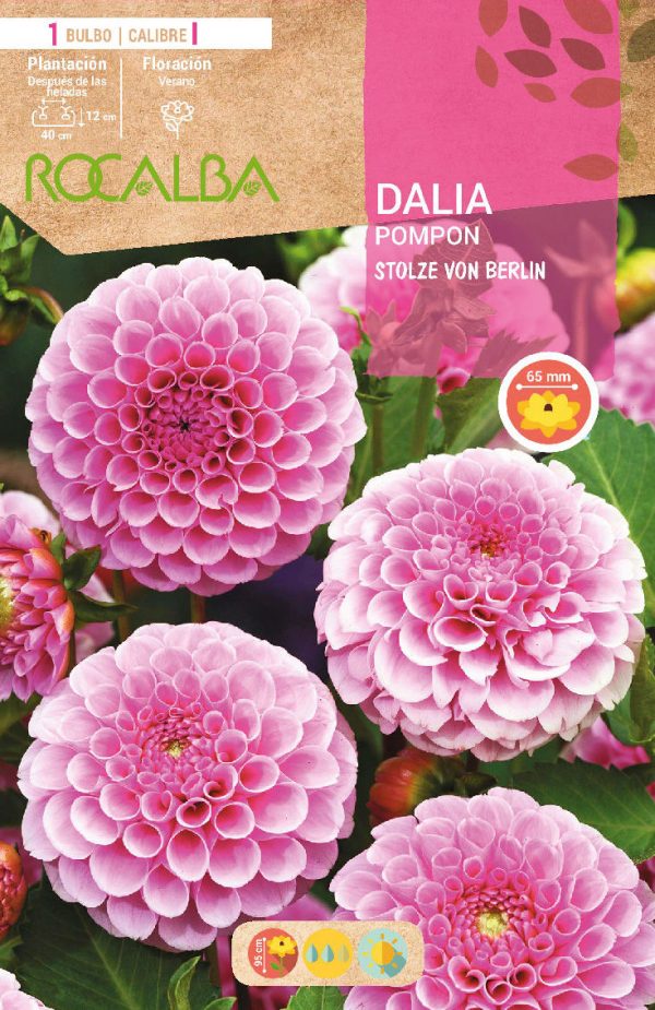Bulbos Dalia Pom Pom Stolze Von Berlin Rocalba