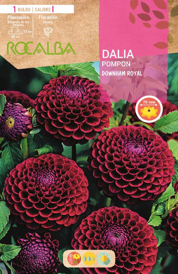 Bulbos Dalia Pom Pom Downham Royal Rocalba