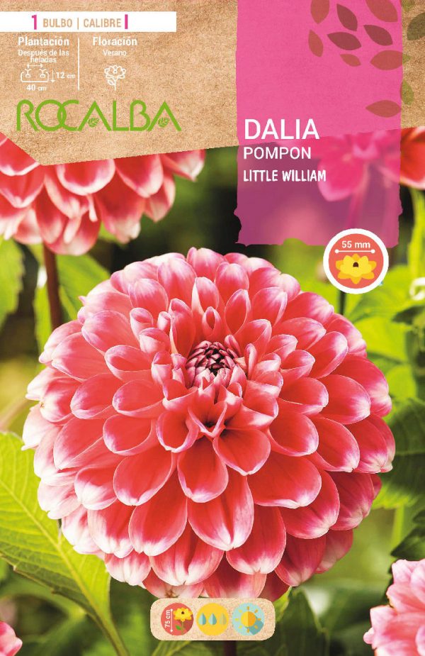 Bulbos Pom Pom Little William Rocalba
