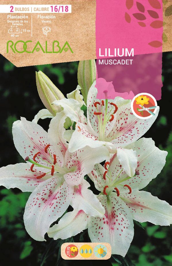 Bulbos Lilium Muscadet Rocalba
