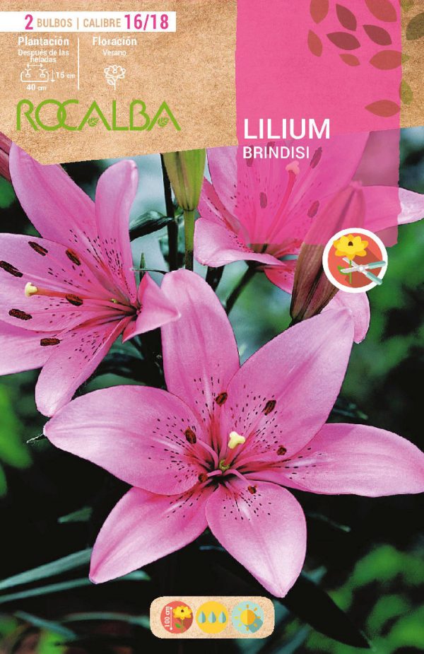 Bulbos Lilium Brindisi Rocalba