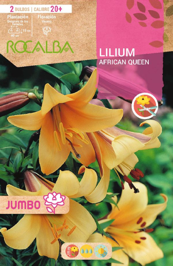 Bulbos Lilium Jumbo African Queen Rocalba
