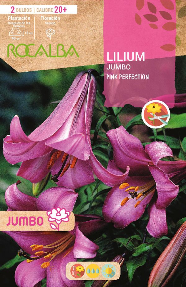 Bulbos Lilium Jumbo Pink Perfection Rocalba