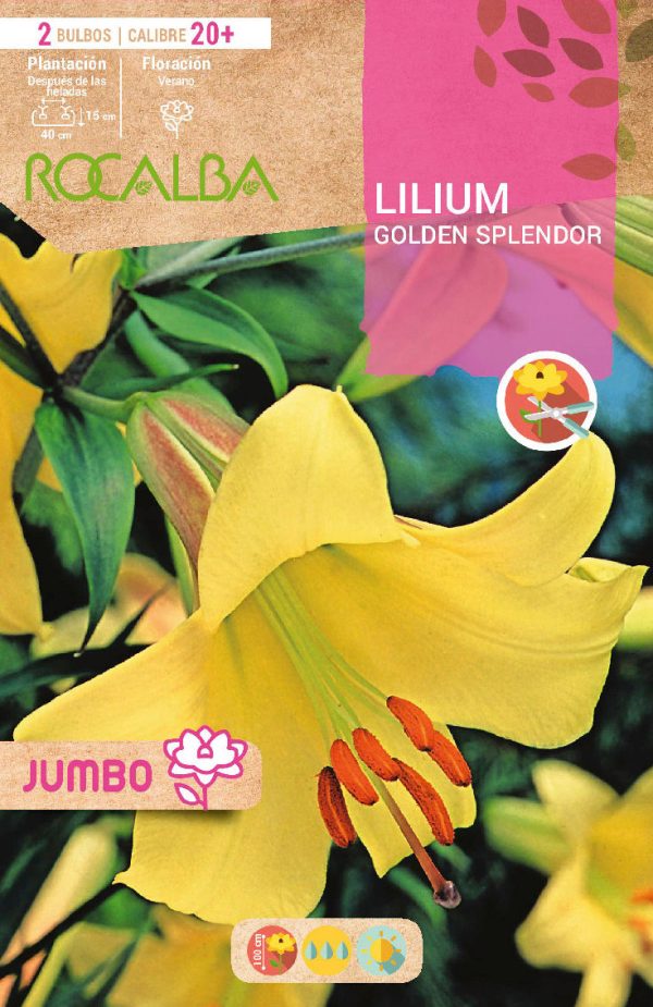 Bulbos Lilium Jumbo Golden Splendor Rocalba