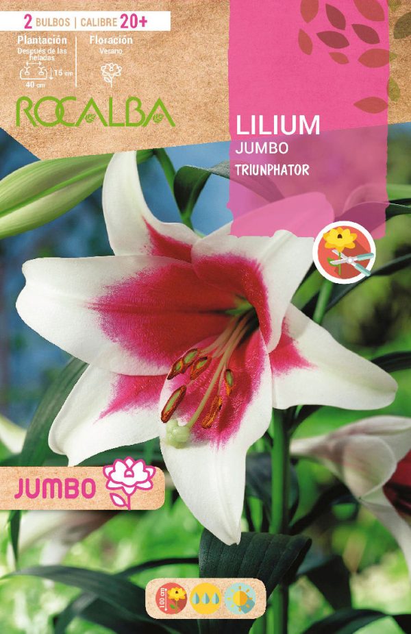 Bulbos Lilium Jumbo Triunphator Rocalba