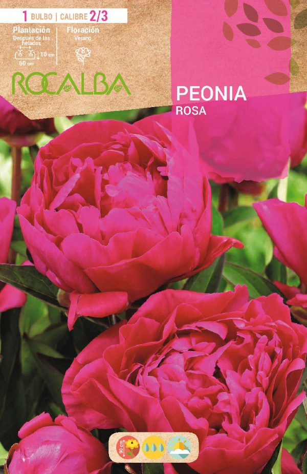 Bulbos Peonia Rosa Rocalba
