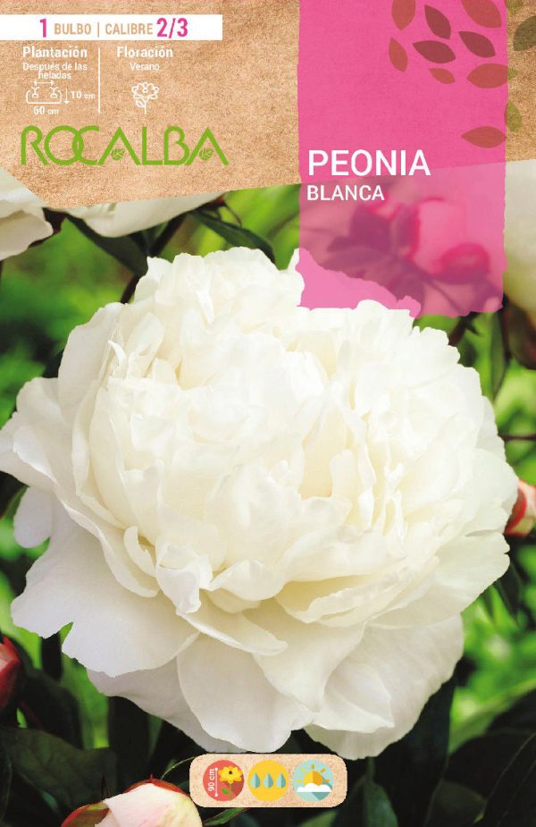 Bulbos Peonia Blanco Rocalba