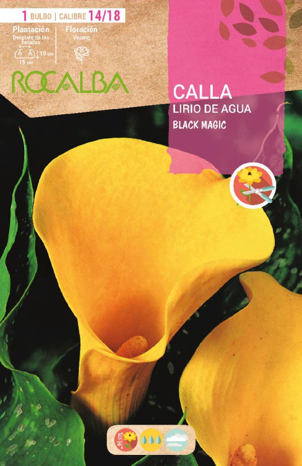 Calla Lirio de Agua Black Magic Rocalba
