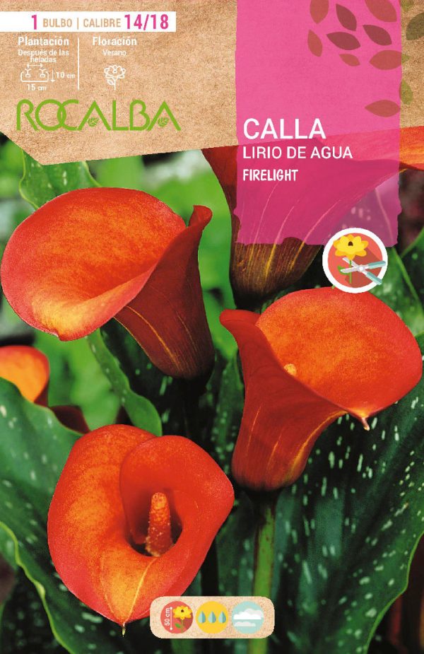Bulbos Calla Lirio de Agua Firelight Rocalba