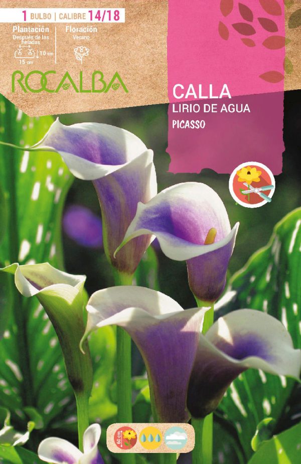 Bulbos Calla Lirio de Agua Picasso Rocalba