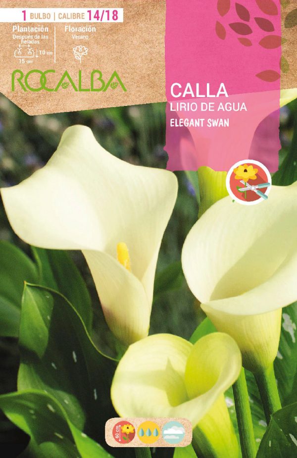 Bulbos Calla Lirio de Agua Elegant Swan Rocalba