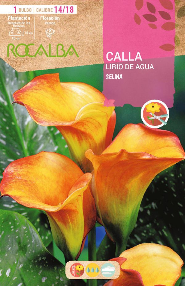 Bulbos Calla Lirio de Agua Selina Rocalba