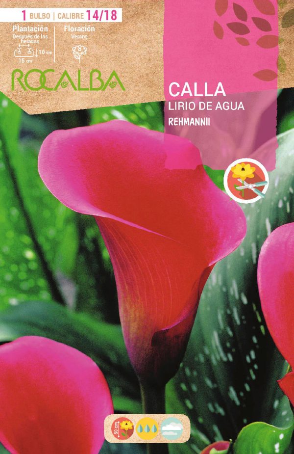 Bulbos Calla Rehmannii Rocalba