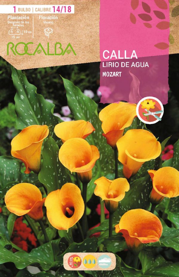 Bulbos Calla Lirio de Agua Mozart Rocalba