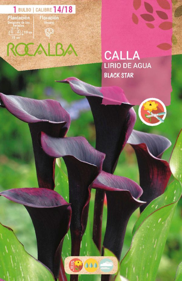 Bulbos Calla Lirio de Agua Black Star