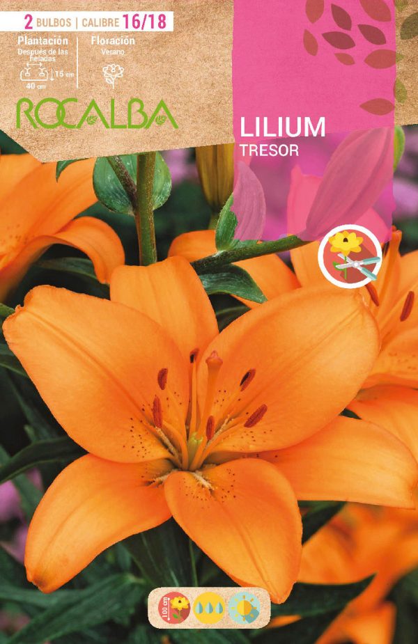 Bulbos Lilium Tresor Rocalba