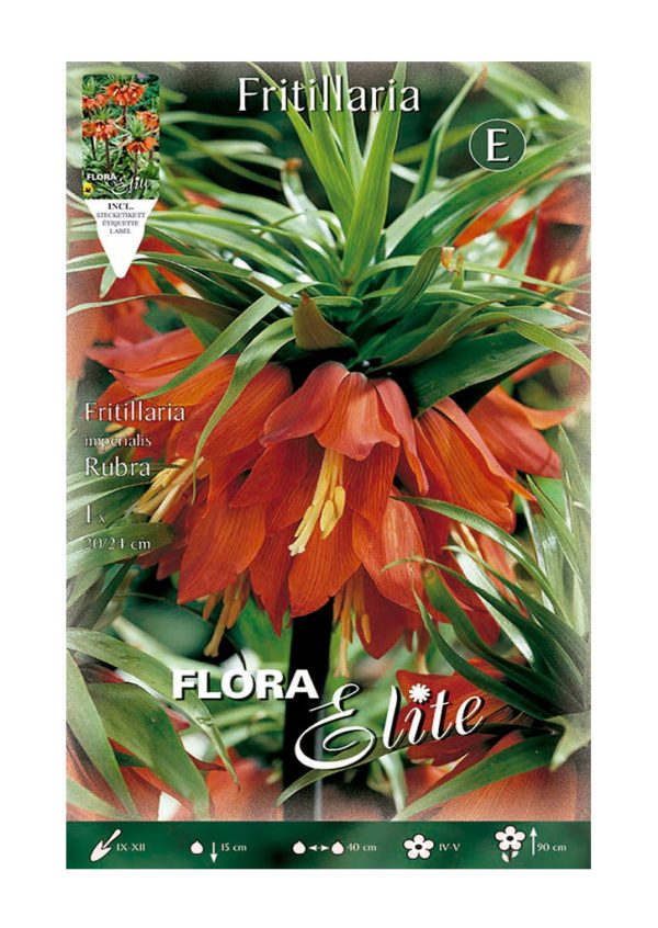 Bulbos Fritillaria Imperialis Rubra Elite