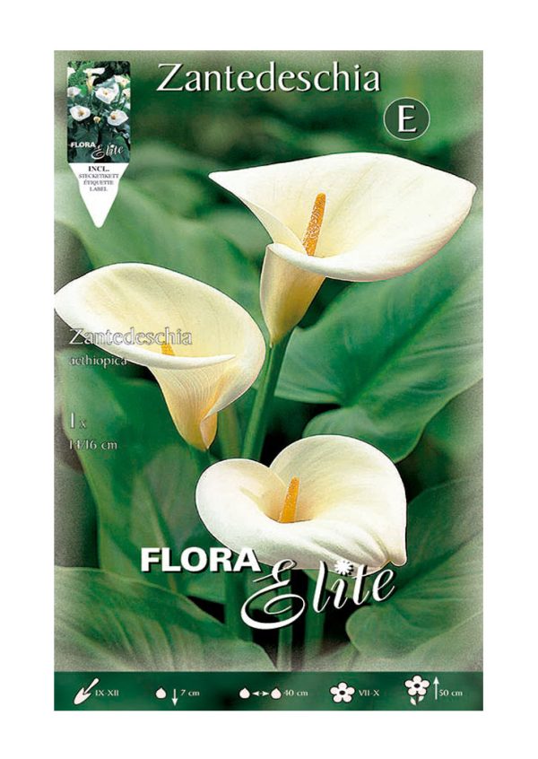Bulbos Calla Zantedeschia Aethiopica Elite