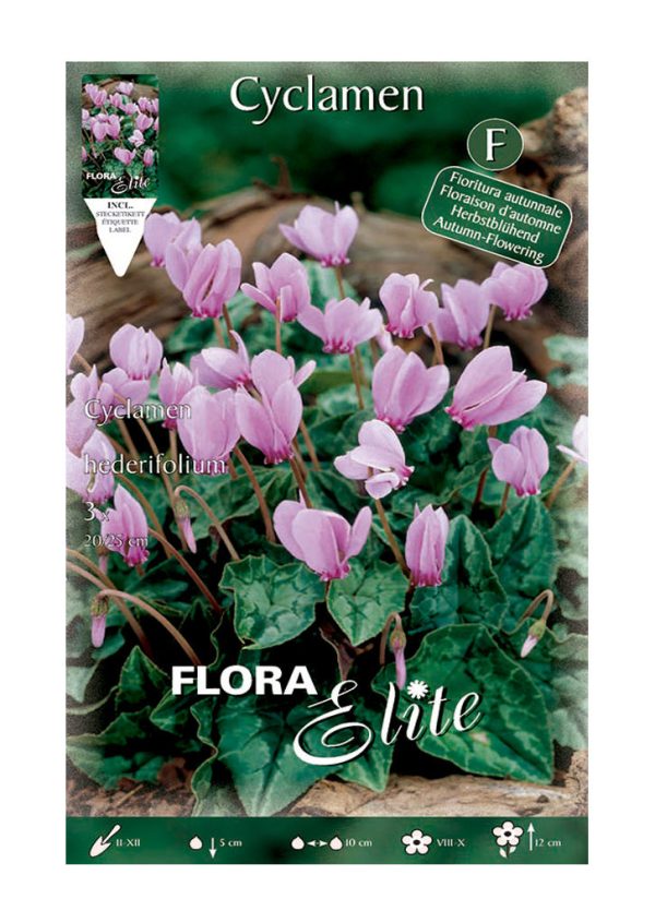 Bulbos Cyclamen Hederiflolium Elite