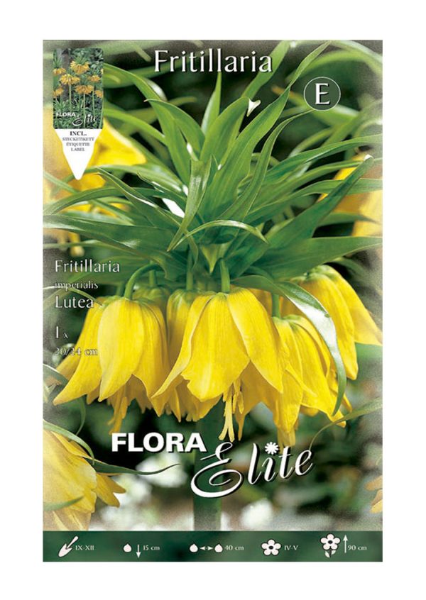 Bulbos Fritillaria Imperialis Lutea Elite