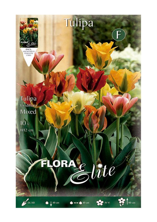 Bulbo Tulipan Viridiflora rojo Elite