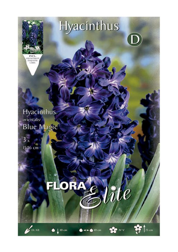 Bulbos Jacinto Orientalis Blue Magic Elite