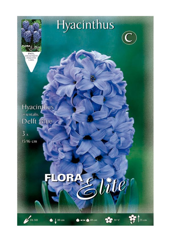Bulbos Jacinto Orientalis Delft Blue Elite