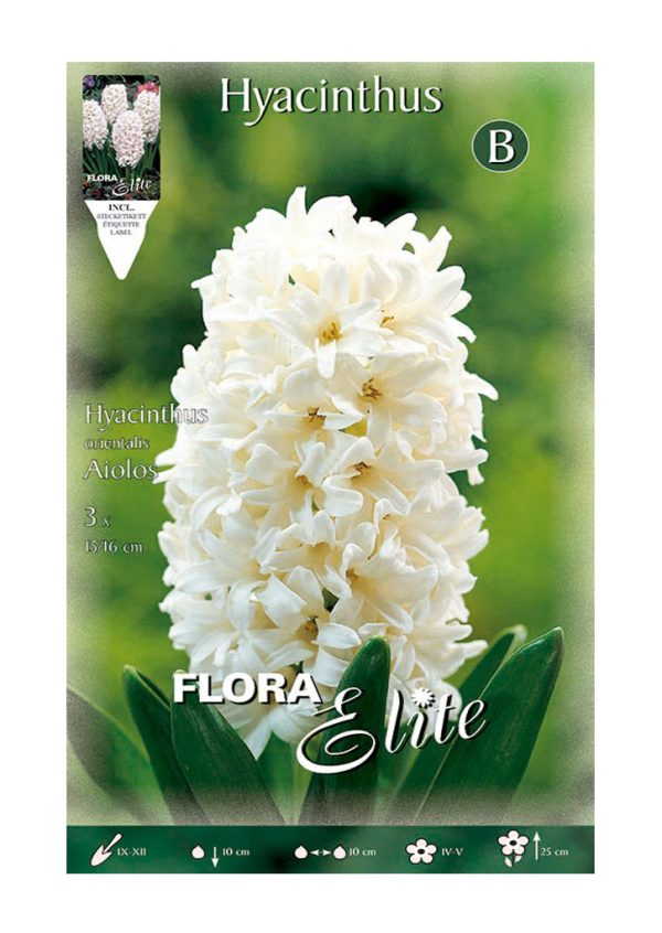 Bulbos Jacinto Orientalis Carnegie Elite