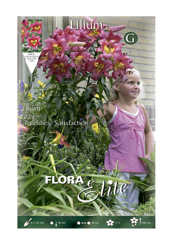 Bulbos Lilium Tree Satisfaction Elite