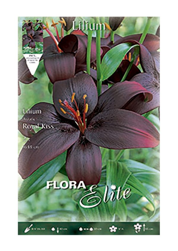 Bulbos Lilium Asiatic Royal Kiss Elite