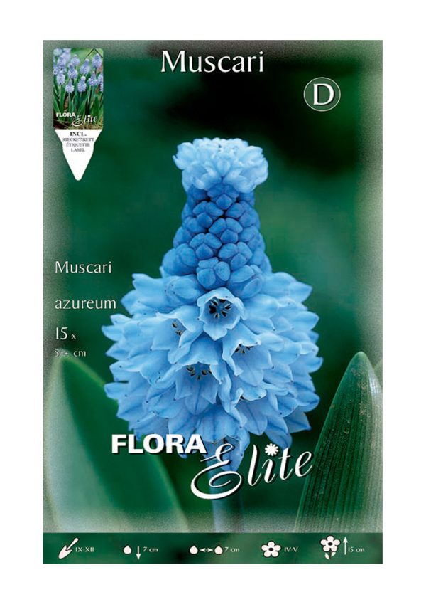 Bulbos Muscaris Azureum Elite