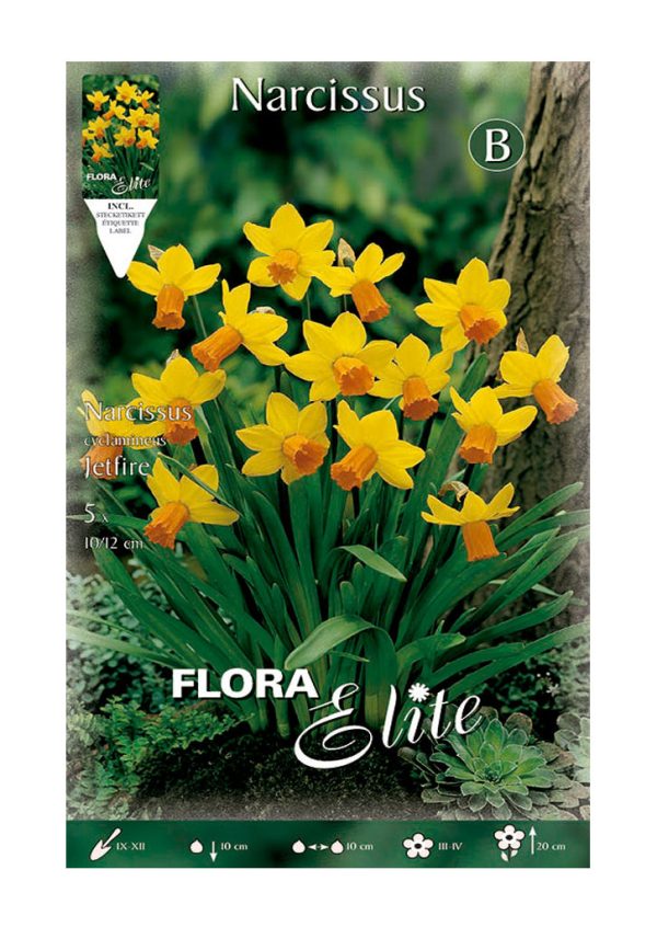 Bulbos Narciso Cyclanmineus Jetfire