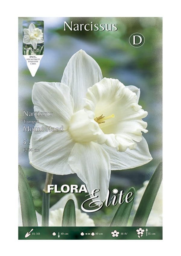 Bulbos Narciso Trumpet Mount Hood Elite