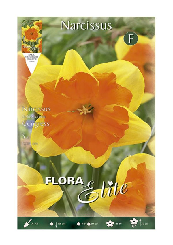 Bulbo Narciso Split Corona Congress