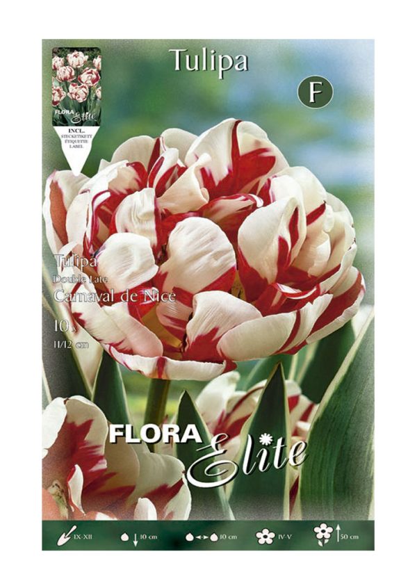 Bulbos Tulipán Doble Carnaval De Nice Elite