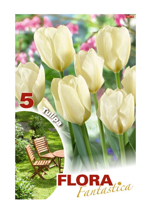 Bulbos Tulipan Blanco Flora Fantastica Elite