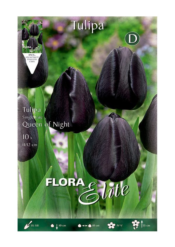 Bulbos Tulipan Single Queen Of Night Elite