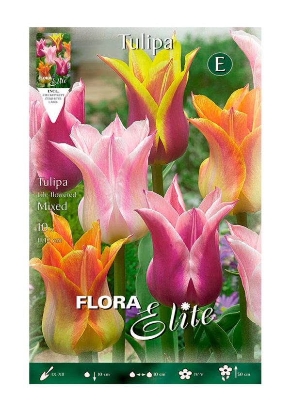 Bulbos Tulipan Mixed Lily Flowered