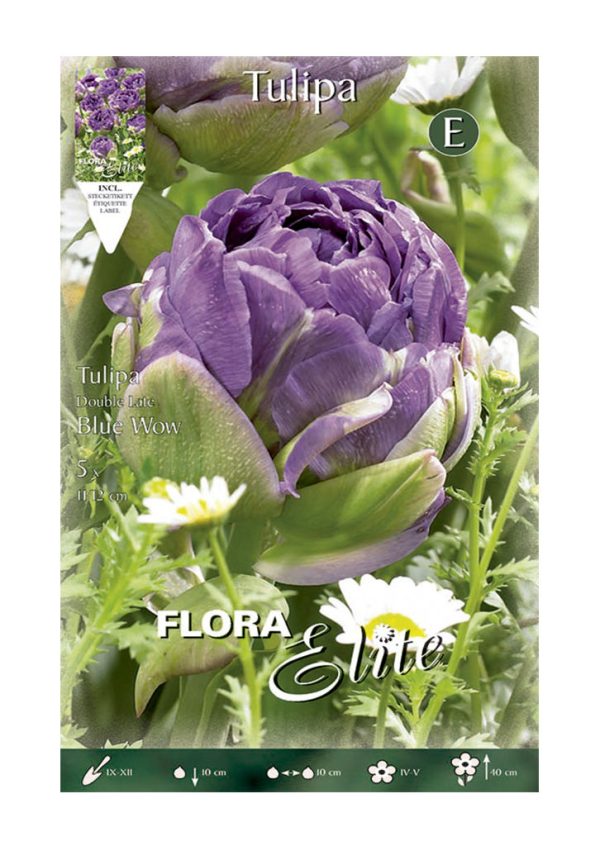 Bulbos Tulipán Doble Blue Wow Elite