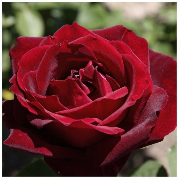 Rosal Papa Meilland