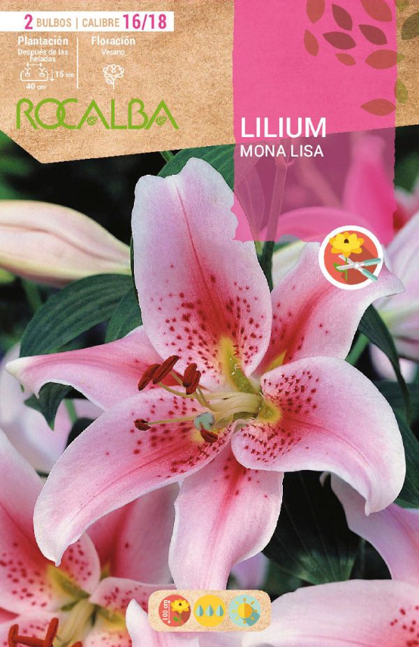 Bulbos Lilium Mona Lisa Rocalba