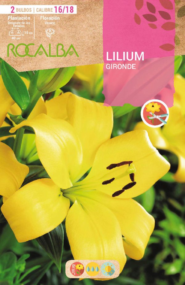 Bulbos Lilium Gironde Rocalba