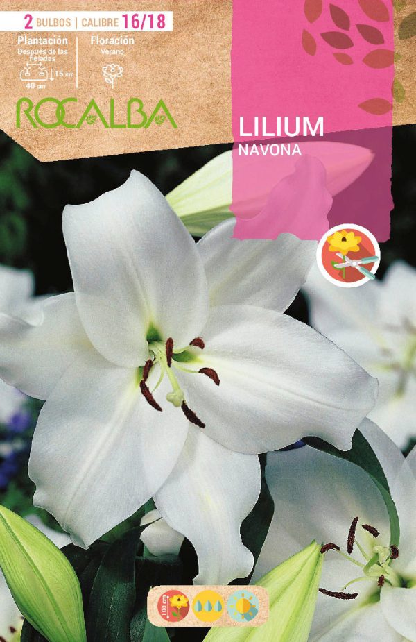 Bulbos Lilium Navona Rocalba