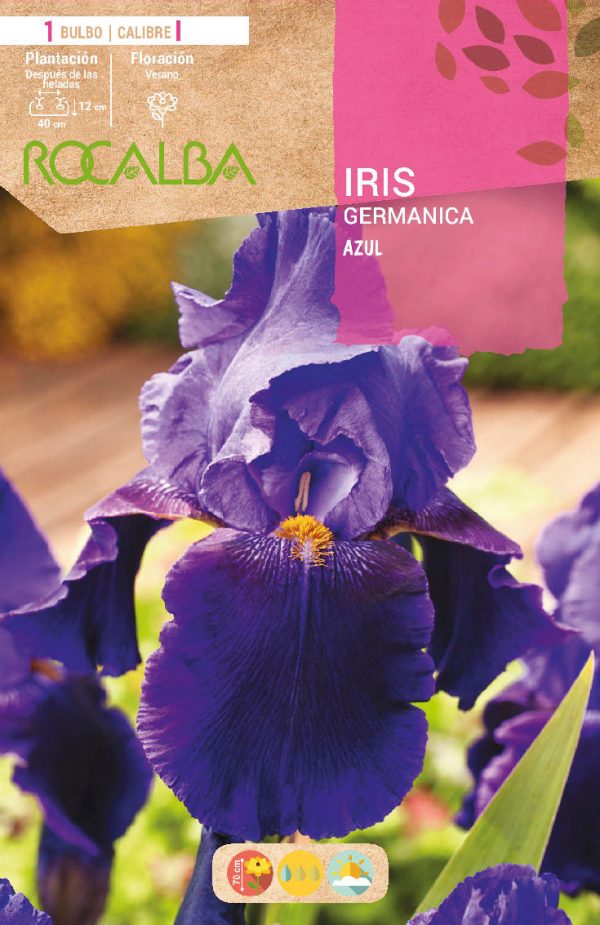 Bulbos Iris Germanica Azul Rocalba