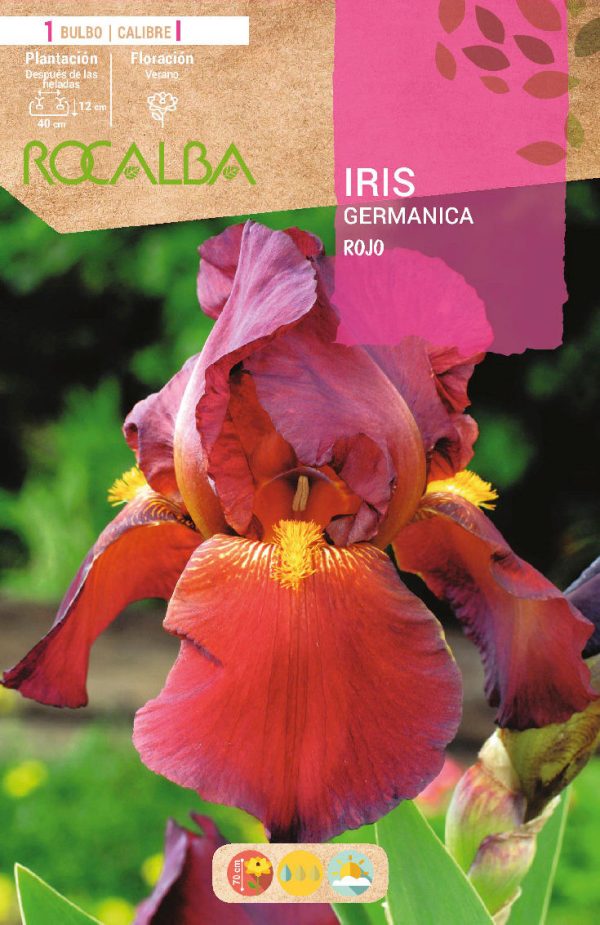 Bulbos Iris Germanica Rojo Rocalba