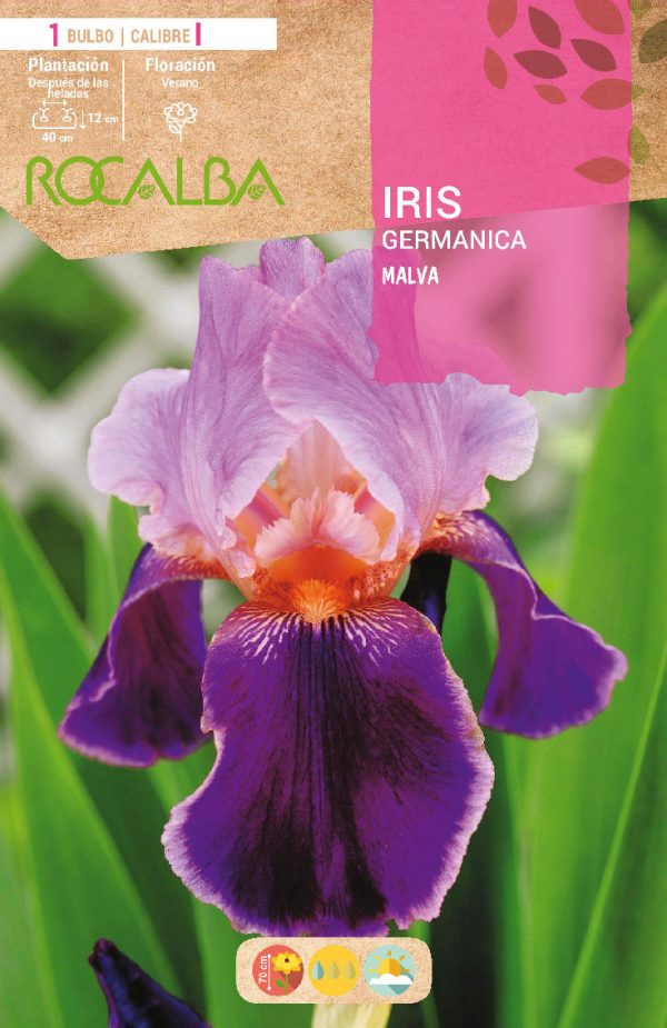 Bulbos Iris Germánica Malva Rocalba